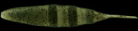 ジャバロン140　#S-29 ライトグリーンパンプキンペッパー
